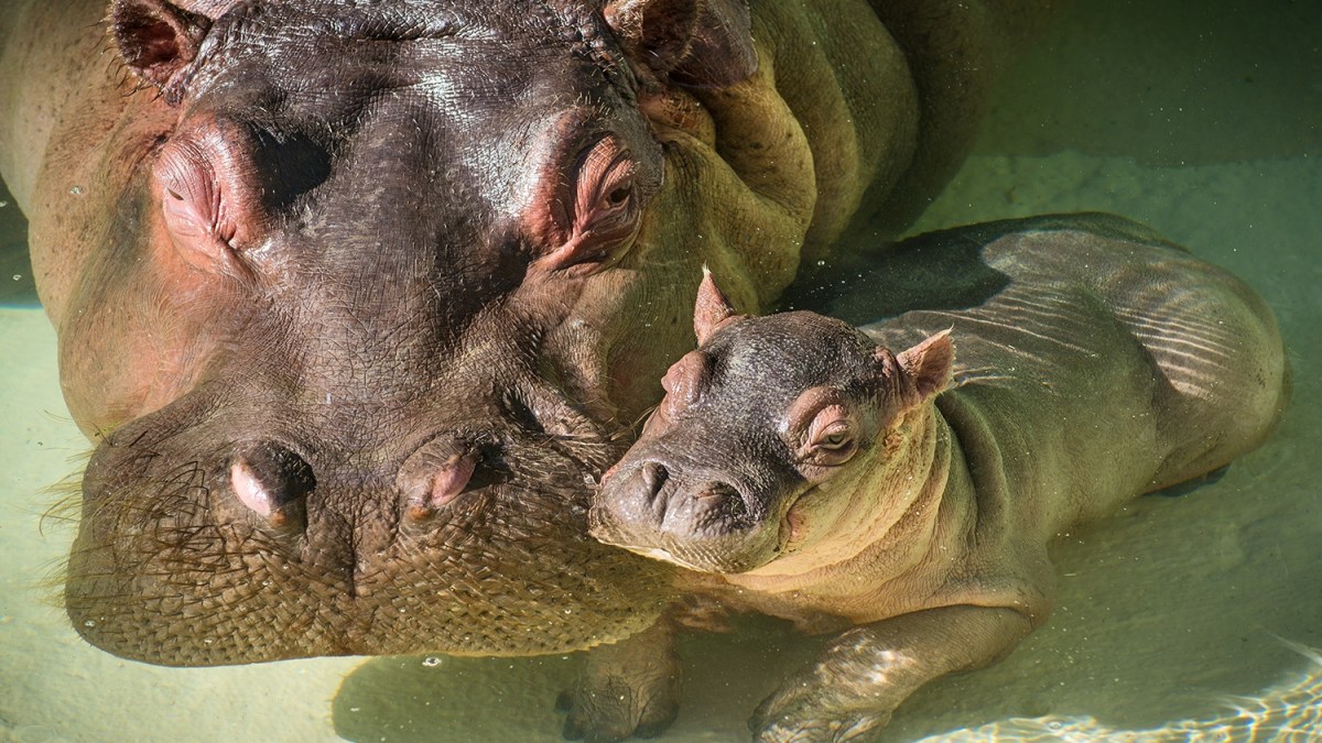 Video Shows Man Smack Hippopotamus’ Backside at Los Angeles Zoo – NBC ...