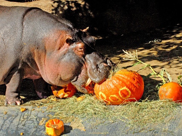 HippopotamuswithPumpkin__Tad_Motoyama_4832