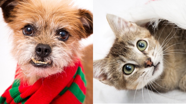 Holiday 2018 2 Scruffy Dog-side