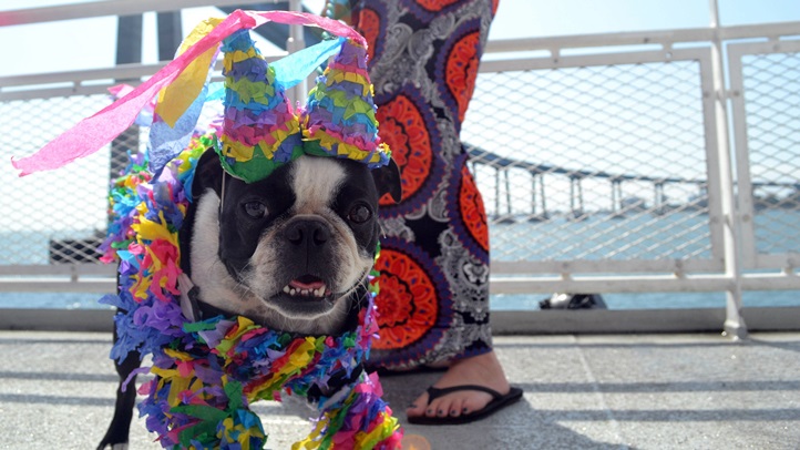 HornblowerBowWowBrunchCruise234