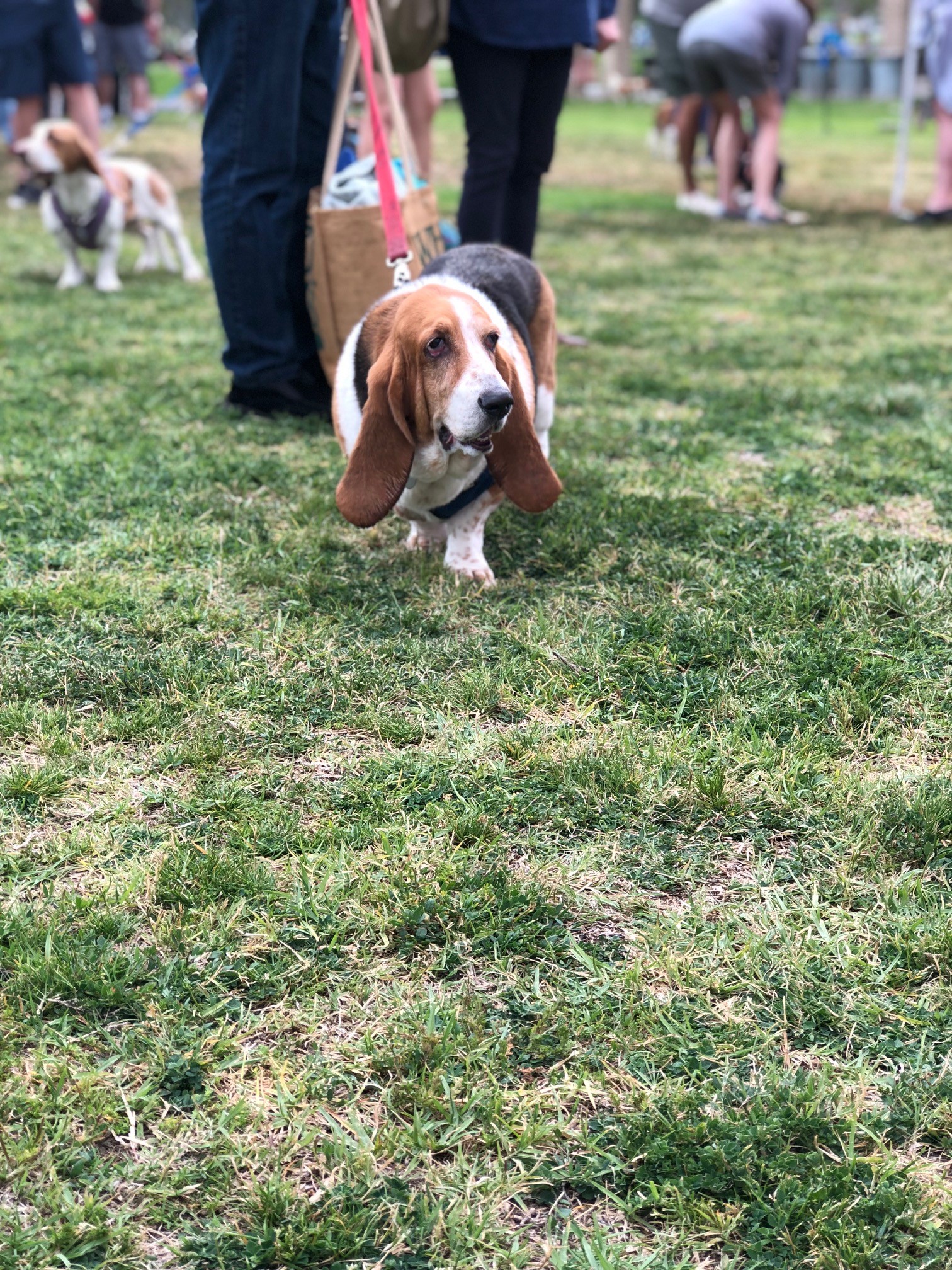 Adorable Basset Hounds Ready for Rescue NBC Los Angeles