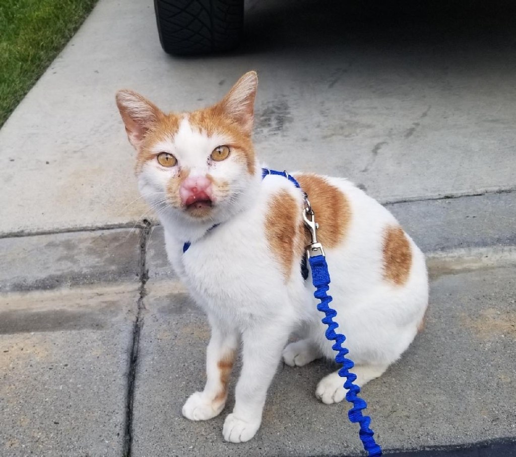 Support a Cat with Nose Surgery