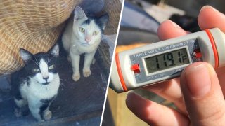 Twenty-four cats rescued from a car reaching 118 degrees are on the mend, according to the Inland Valley Humane Society.