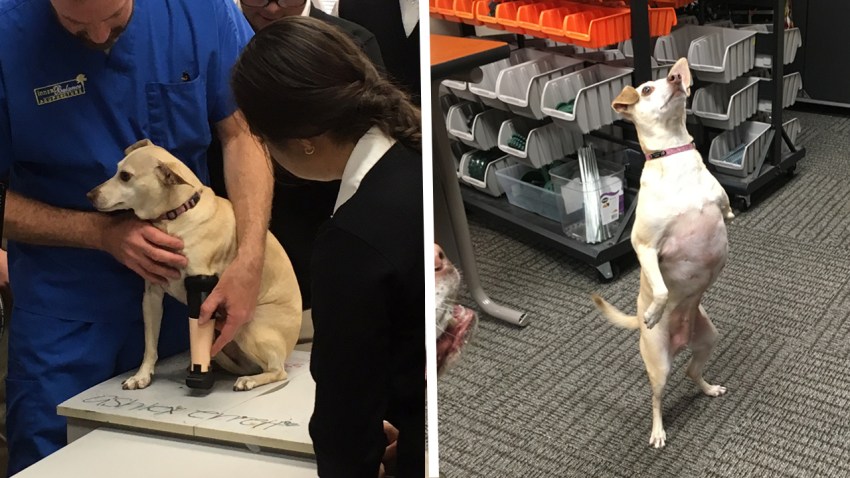 High School Students Build Prosthetic Leg For Three Legged Dog Prosthetic Leg For Three Legged Dog