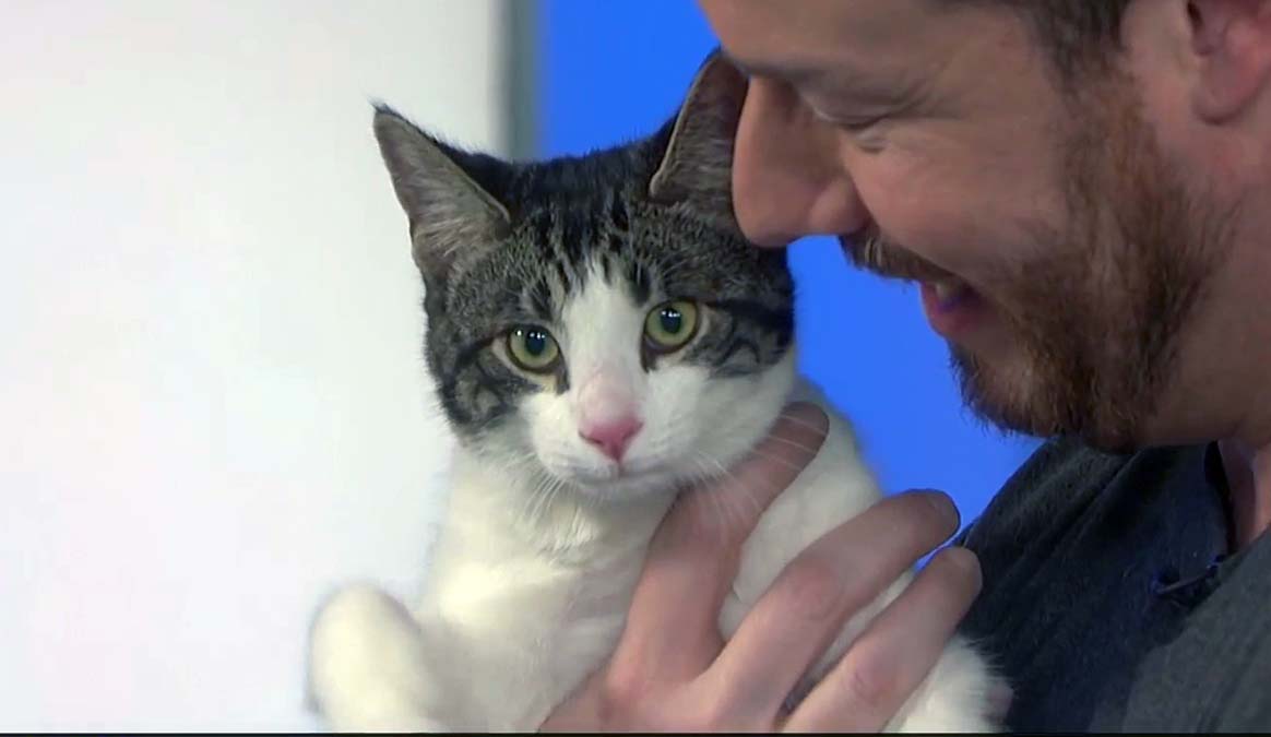 Nobody S Purr Fect But King Comes Pretty Close Nbc Los Angeles