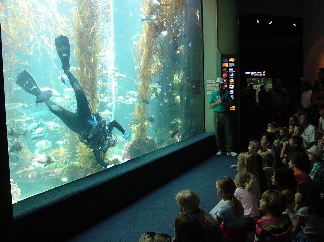 KelpTankBirchAquarium