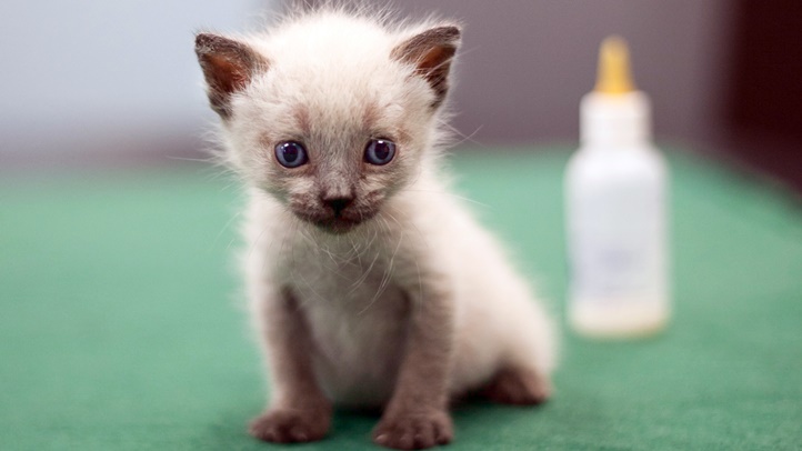 KittenNurseryLA1