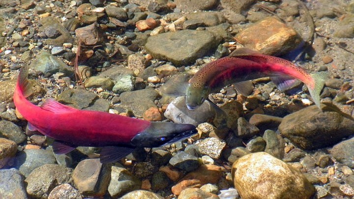 KokaneeSalmon2