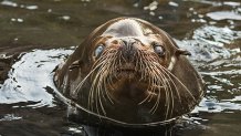 L.A. Zoo Buddy the Sea Lion Photo By Jamie Pham