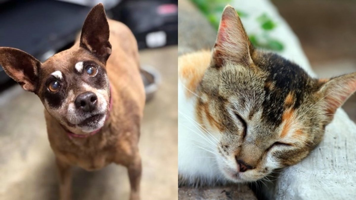 LA Animal Services Offers Discount Adoptions for City Residents - Vimarsana News