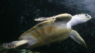 57294611CS009_177kg_Turtle_