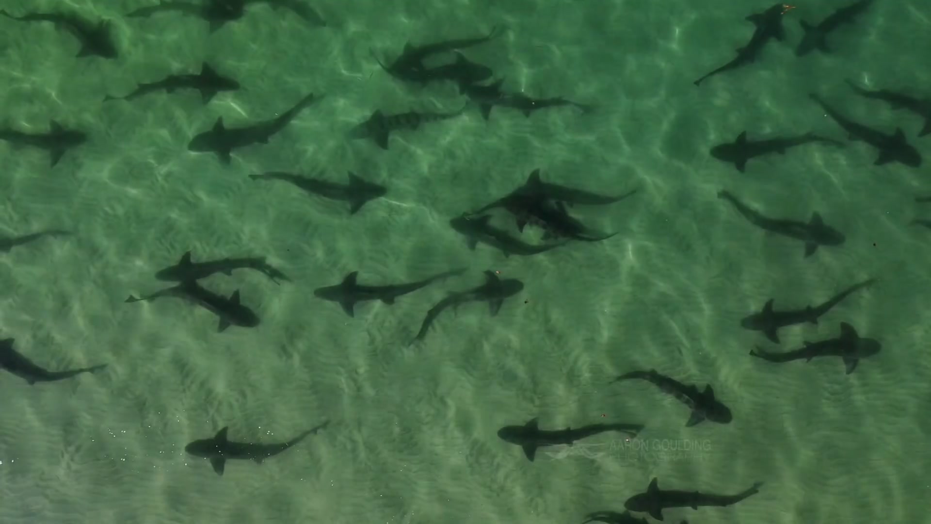 Leopard Sharks Get Close At La Jolla Shores NBC Los Angeles   Leopard Shark In La Jolla 2 