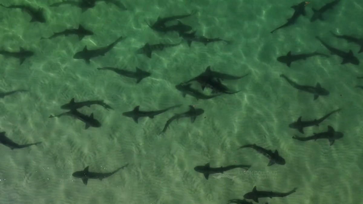 ‘Incredible Interaction With Nature’ Dozens of Leopard Sharks Spotted
