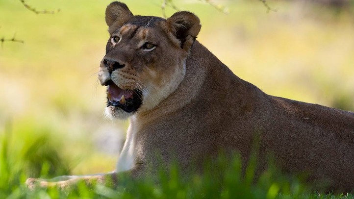 LionCampSD