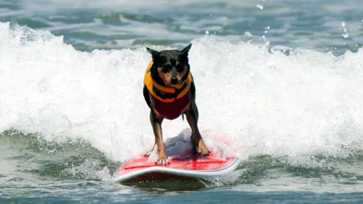 LoewsSurfDog2011