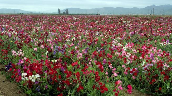 Lompoc_Sweet_Peas_FlowerFields1_creditExploreLompoc.com