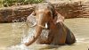 Councilman Renews Complaint Over LA Zoo's Treatment of Billy the Elephant