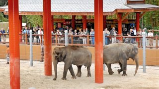 Los Angeles Zoo Elephants Tina Jewel in Thai Yard