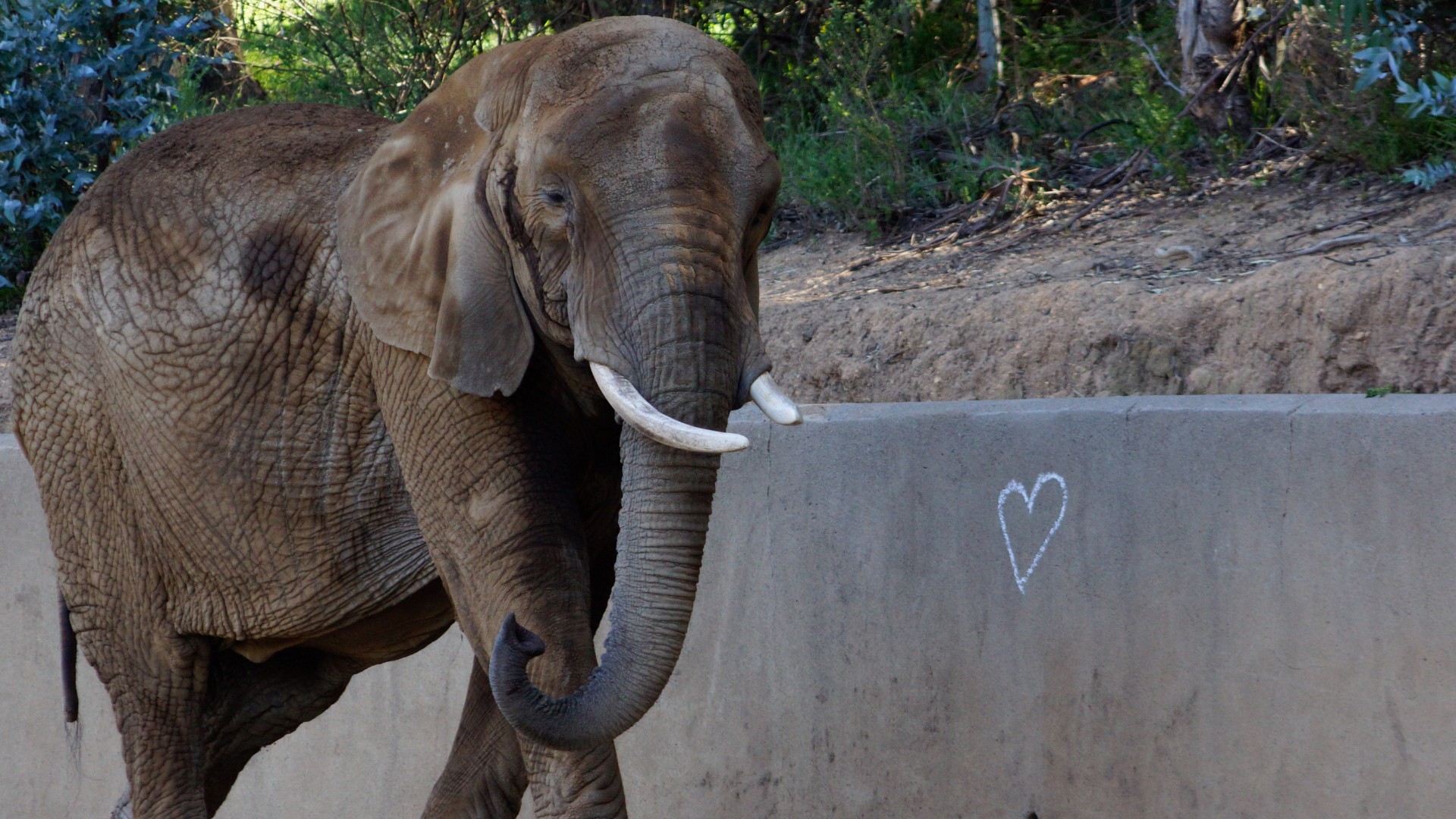 Oldest African Elephant at Oakland Zoo Dies at 50 NBC Los Angeles