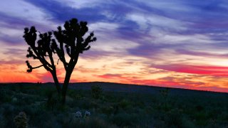 Joshua Tree Mohave Desert