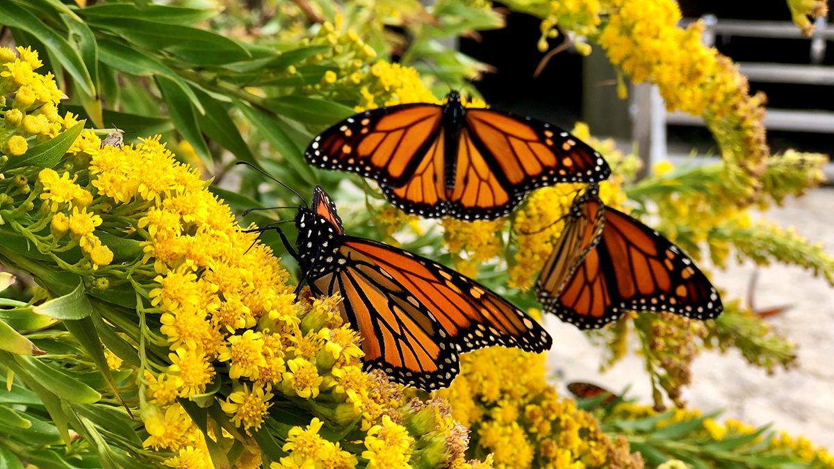 Monarch Butterflies Wintering in California Rebound