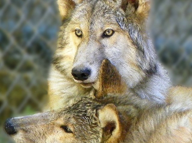 MoonWolfPack