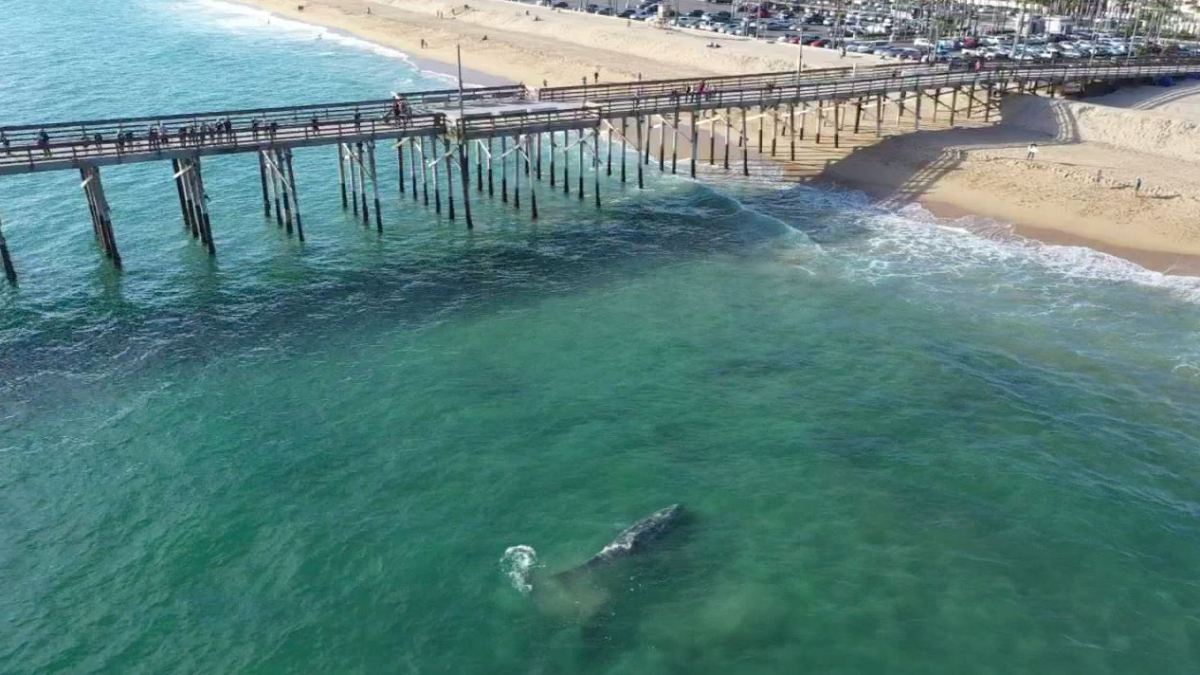 Gray Whale Swims Near Newport Beach Pier Nbc Los Angeles