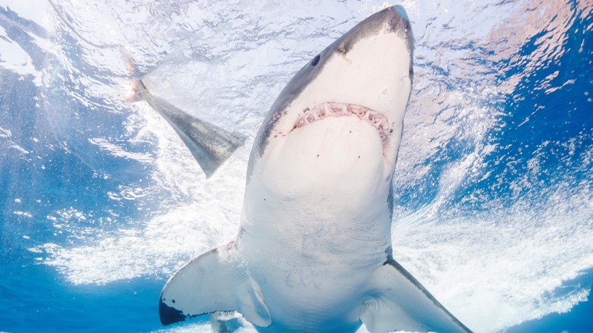 Nov 9 19 Sharks FL Coast Thumb