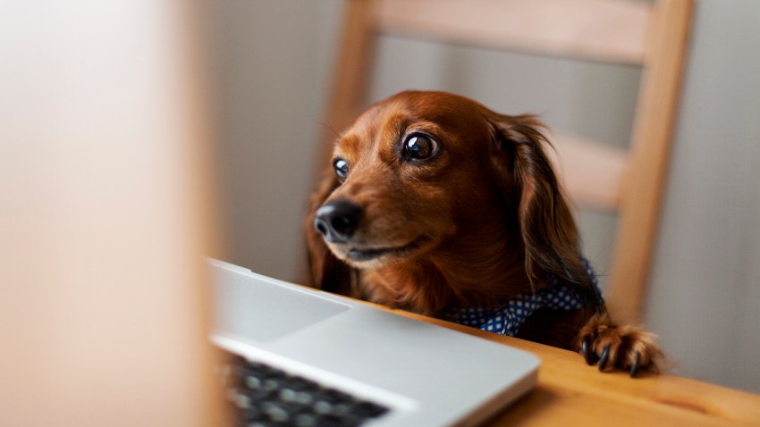 Long-haired dachshund looking at laptop
