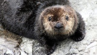 OtterMonter