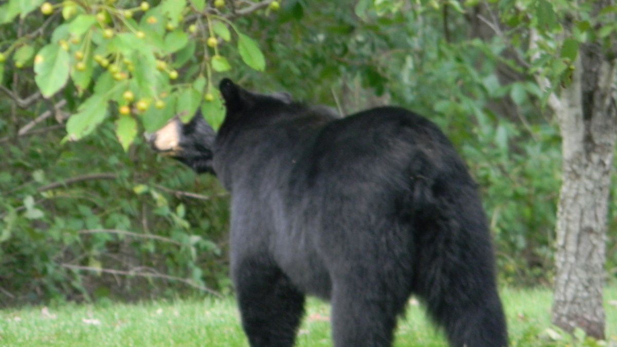 Tahoe Bear Destroys Prius NBC Los Angeles