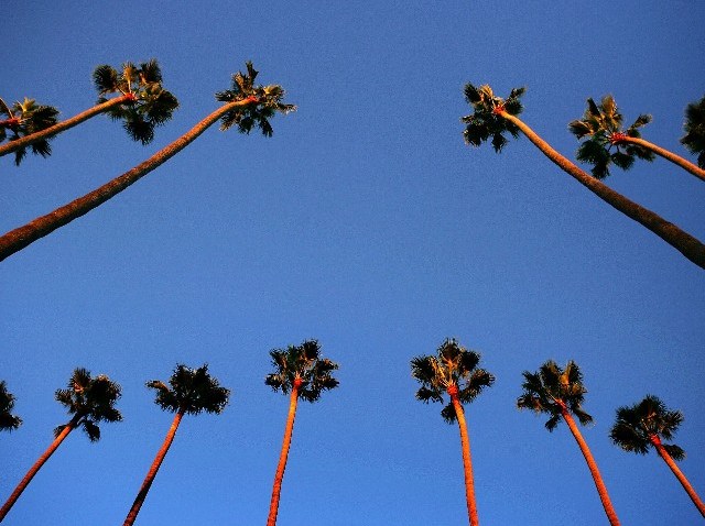 Palms_72234105