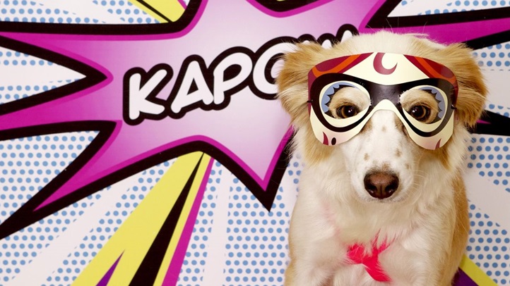 Pawmicon2012HWACdogPawmiconPrincess
