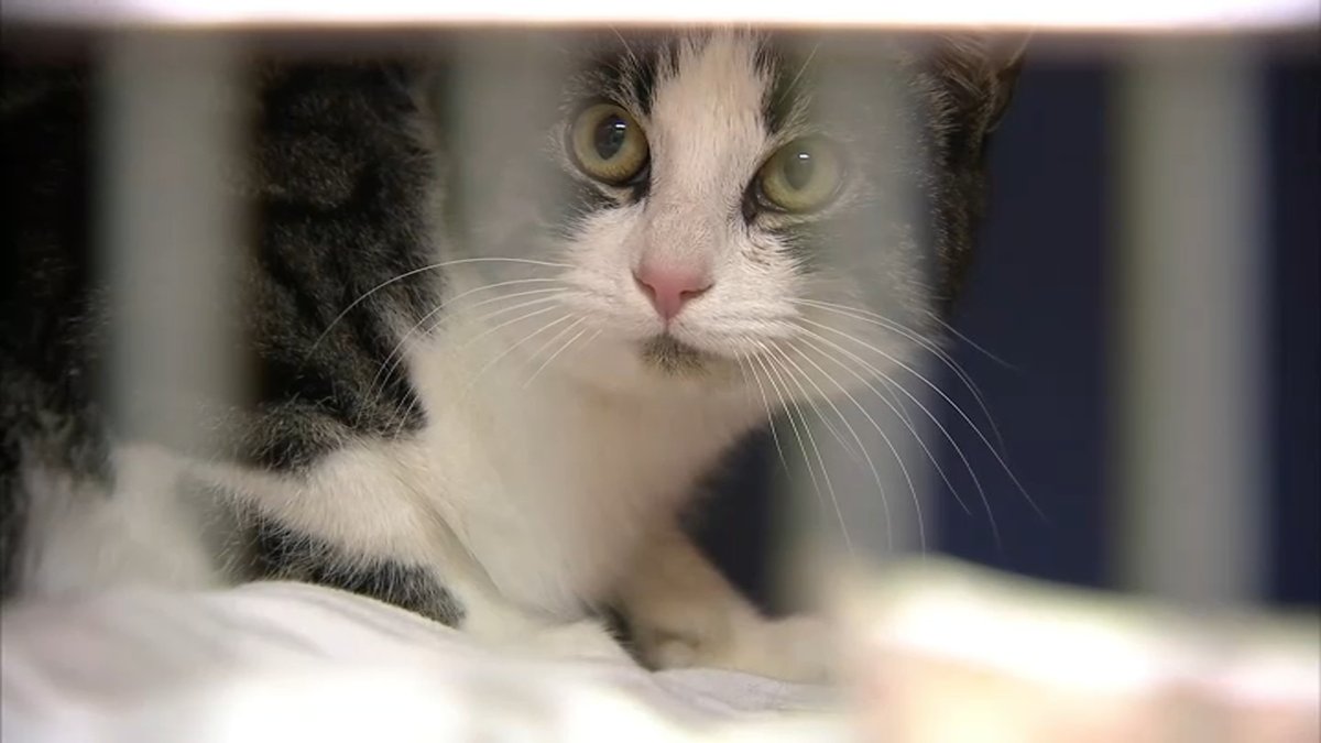 Riverside County hosts pet adoption campaign – NBC Los Angeles - Vimarsana News