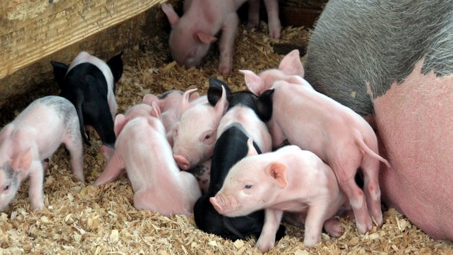 PigCamOCFair
