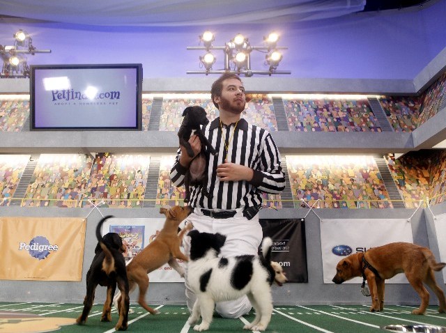 PuppyBowlAnimalPlanet_APDavidHolloway