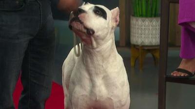 Put Your Paws Together For The Beverly Hills Dog Show Nbc Los
