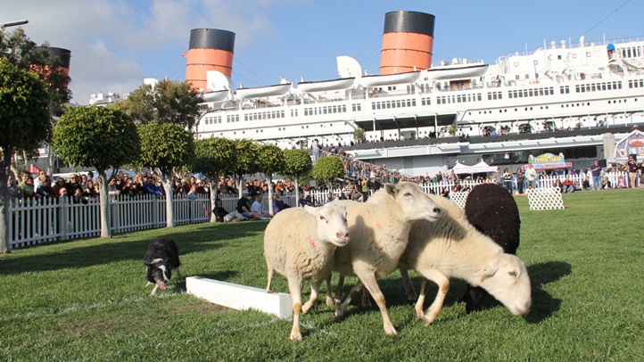 QueenMary20thScotsFest