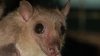 LA County issues warning as rabid bat cases reach record high