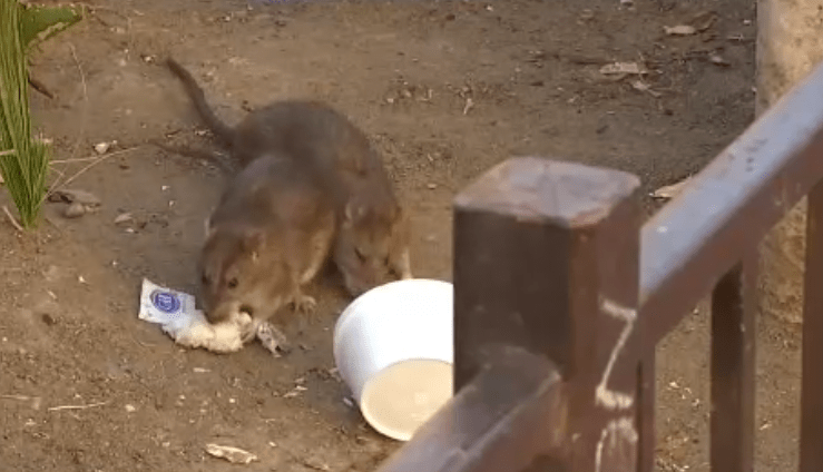 Trash, Rats Cover Homeless Encampments in LA – NBC Los Angeles