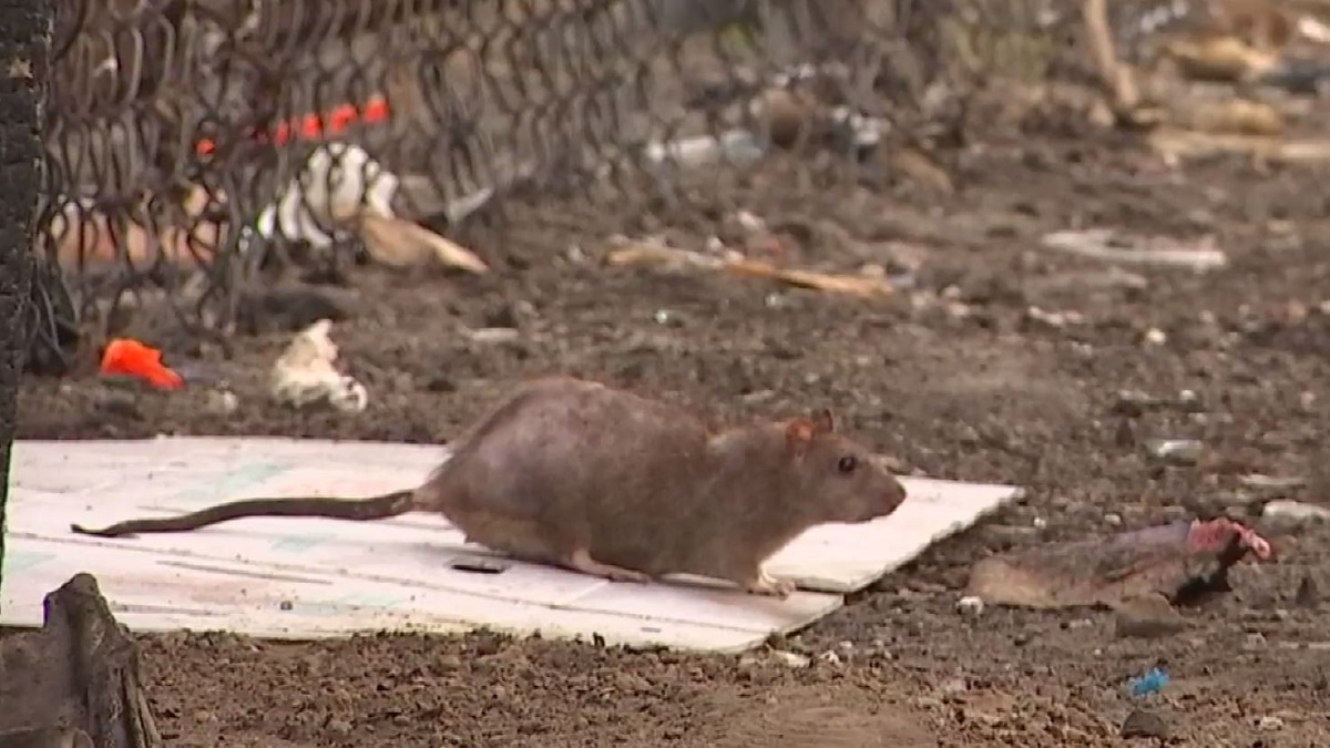 LA’s Rat Problem Grows Even After City Cleans Up Trash Heaps Revealed