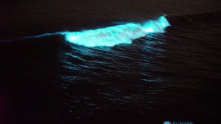 Blue bioluminescent waves off Scripps Pier