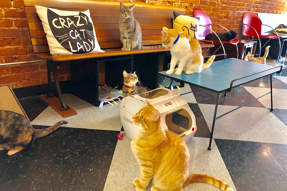 Cat Cafes New Purrfect Paradises For At Risk Shelter Cats Nbc Los Angeles