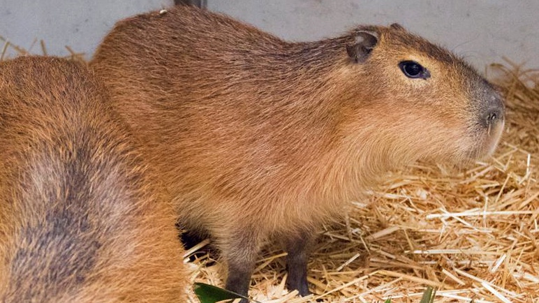 SB Zoo Capybara 3