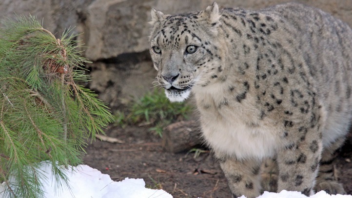 SBZooSnowLeopardFestivalSnow22323