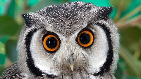 SanDiegoZooOwlFestivalofFlight