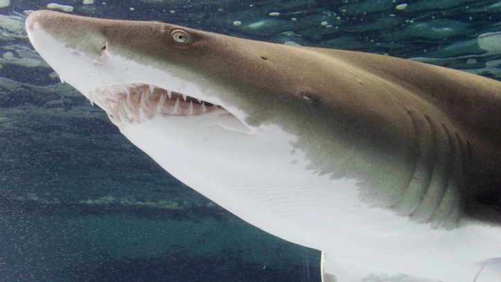 It’s Always ‘Shark Week’ at the Aquarium of the Pacific – NBC Los Angeles