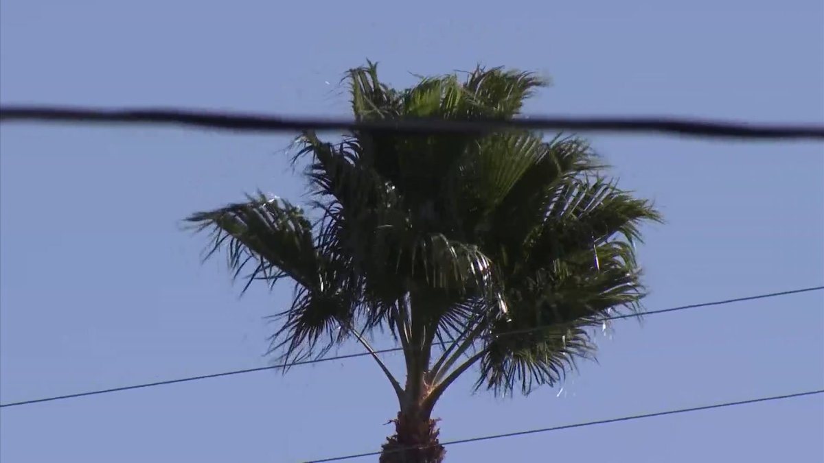 More winds batter Southland; Santa Anas expected for weekend – NBC Los Angeles