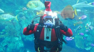 Santa Diver 018765