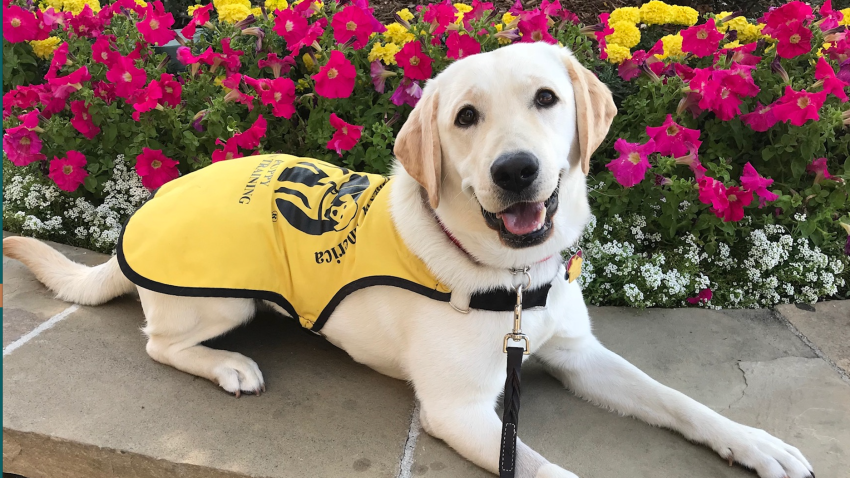 Freedom guide dogs for the blind – providing another pair of eyes.